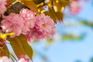 Sakura. Cherry blossom against blue sky in springtime.