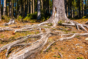 Naklejka premium tree