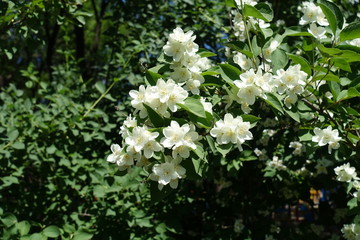 English dogwood in full bloom in June