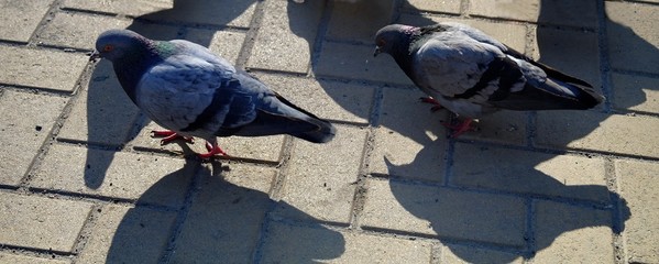 Pigeons, wildlife, bird, gray.