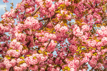 Sakura. Cherry blossom against blue sky in springtime.