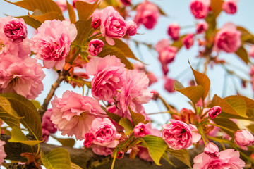 Sakura. Cherry blossom against blue sky in springtime.