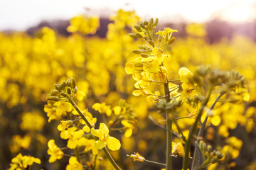 Landscape, yellow rapeseed field, close up. Spring, summer background.