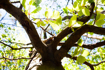 Single tree bottom up with branches