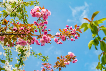 Sakura. Cherry blossom against blue sky in springtime.