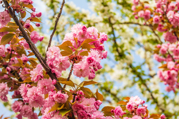 Sakura. Cherry blossom against blue sky in springtime.