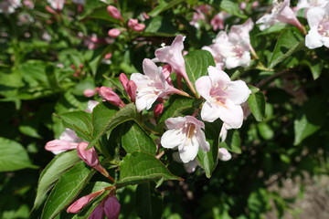 Fototapeta na wymiar Buds and flowers of Weigela florida in spring
