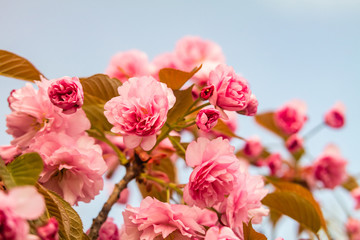 Sakura. Cherry blossom against blue sky in springtime.