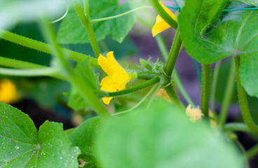 Young flowering cucumbers on branch in greenhouse. Plant with yellow flowers. Juicy fresh cucumber close-up macro on background of green leaves