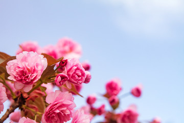 Fototapeta na wymiar Sakura. Cherry blossom against blue sky in springtime.