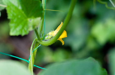Young flowering cucumbers on branch in greenhouse. Plant with yellow flowers. Juicy fresh cucumber close-up macro on background of green leaves
