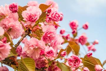 Obraz premium Sakura. Cherry blossom against blue sky in springtime.