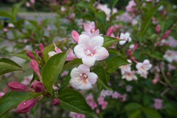 Fototapeta na wymiar Pair of pink flowers of Weigela florida in spring