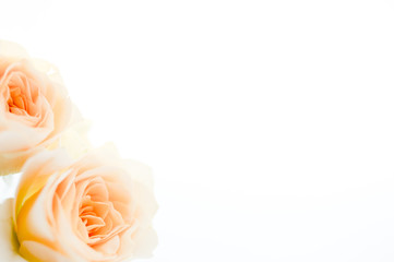 清楚で可愛らしいバラの花束