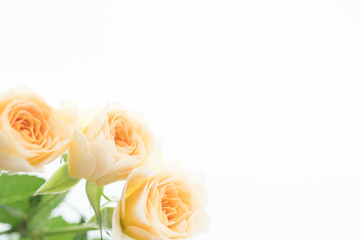 清楚で可愛らしいバラの花束