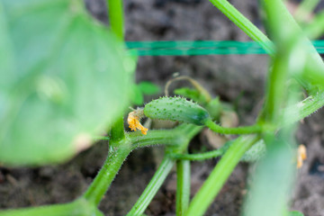 Juicy fresh cucumber close-up macro on a background of leaves. In the greenhouse grows a young cucumber