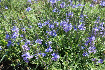 Fototapeta premium Spikes with violet flowers of Veronica austriaca in May