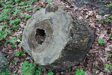 old rotten stump in the woods  