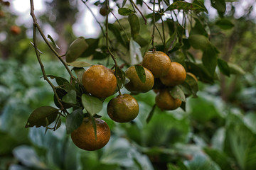Orange mandarins on the tree. Ripe tangerine. Homegarden. A lot of fruit on the tree. Already ripe. View of green garden. Farming in autumntime. Picturesque day and gorgeous scene. Selective focus.