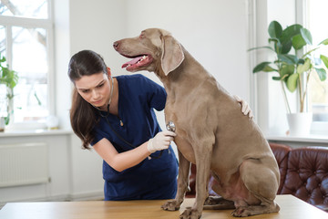 Veterinary surgeon and weimaraner dog at vet clinic
