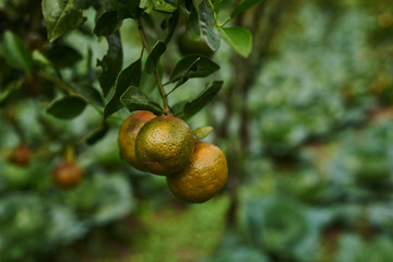 Obraz premium Natural food. Healthy eating, bio and organic food. Ripe juicy sweet orange mandarins on a tree in the orchard. Branch with fresh ripe tangerines and leaves. View of green garden. Selective focus.