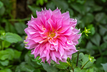 Closeup of Beautiful Pink Dahlia flower in the garden