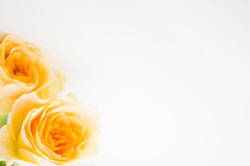 Fototapeta premium 清楚で可愛らしいバラの花束