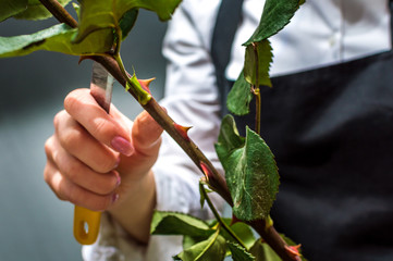 Florist pruning thorns on a rose. Closeup of woman's hands with a rose in her hands