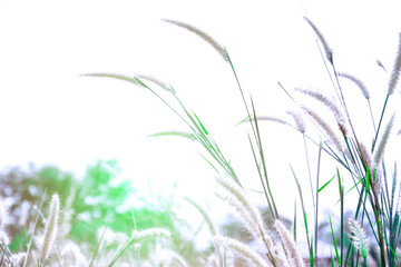 Grass leaves with white sun light in the morning, Flower grass beside road, Green leaves of grass in garden with sunrise, Abstract nature background, Fresh green grass on bright sunshine
