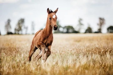 Fotobehang Paardenveulen galoppeert vrij in het veld © Ines Hasenau