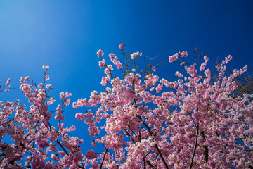 Germany, Pink cherry blossoms of pretty blooming tree in a garden in spring