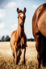 braunes Pferde Fohlen steht auf einem Feld mit seiner Mutter mit schönem Abzeichen am Kopf