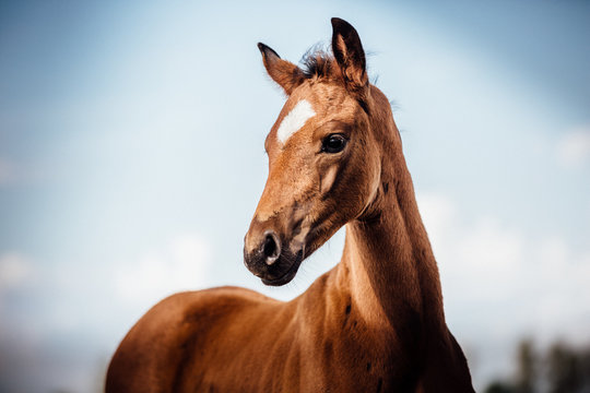 h&uuml;bsches edles Warmblut Fohlen im Sommer Portr&auml;t braune Stute 