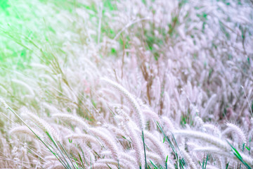 Grass leaves with white sun light in the morning, Flower grass beside road, Green leaves of grass in garden with sunrise, Abstract nature background, Fresh green grass on bright sunshine