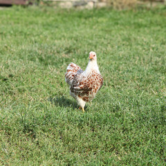 Nice hen moving in the garden