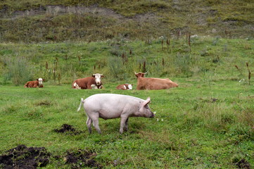Livestock in the vicinity of the village Generalka Altai Krai