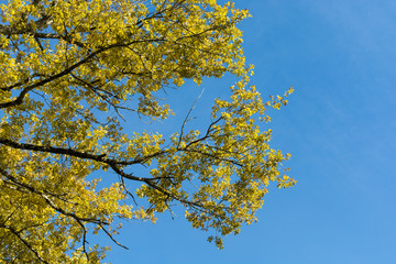 yellow tree with blue sky