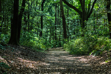 It is a natural landscape taken in a Japanese park