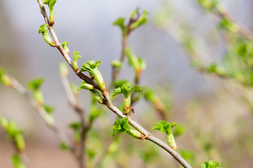 young leaves of black currant bloom in the spring in the garden