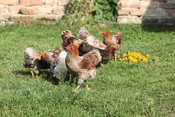 Plakat Nice hen moving in the garden