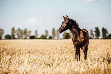 Pferd Fohlen auf einem Kornfeld