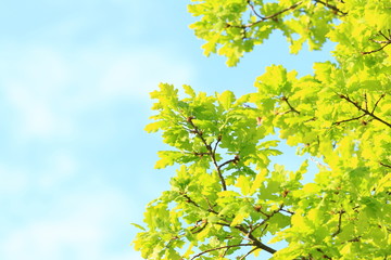 Sky and forest, blue and green, colors of nature