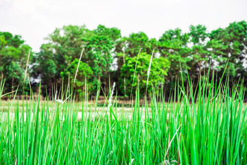Fototapeta premium Green grass with gree forest background , Grass leaves with white sun light in the morning, Flower grass beside road, Green leaves of grass in garden with sunrise, Abstract nature background