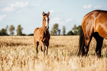 Pferd hübsches Warmblutfohlen auf einem Feld Fohlen bei Fuß zu seiner Mutter Stute im Spätsommer...