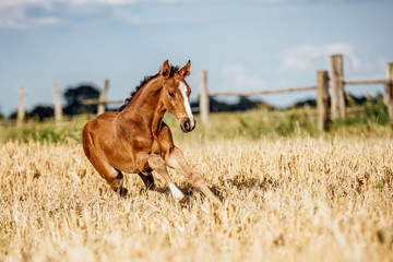 Pferd Fohlen auf dem Feld im Galopp