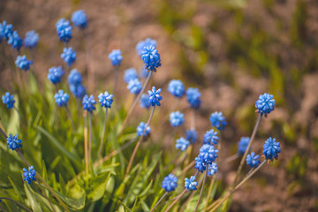 The little blue flowers of Muscari
