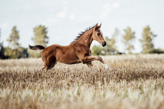 Pferd Fohlen auf dem Feld