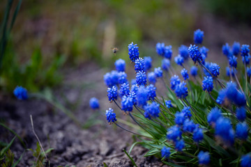 The little blue flowers of Muscari