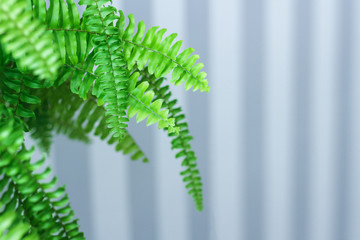 lush green fern leaves on light background. house plant.