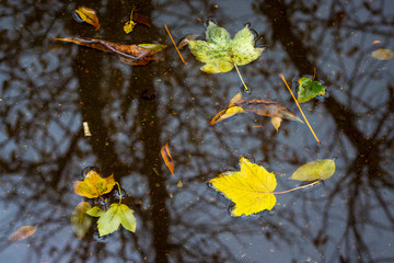 Yellow leaves float in the puddle during the rain in the fall_